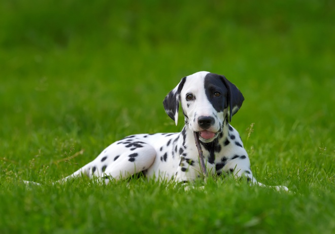 Un Dalmatien couché dans l'herbe