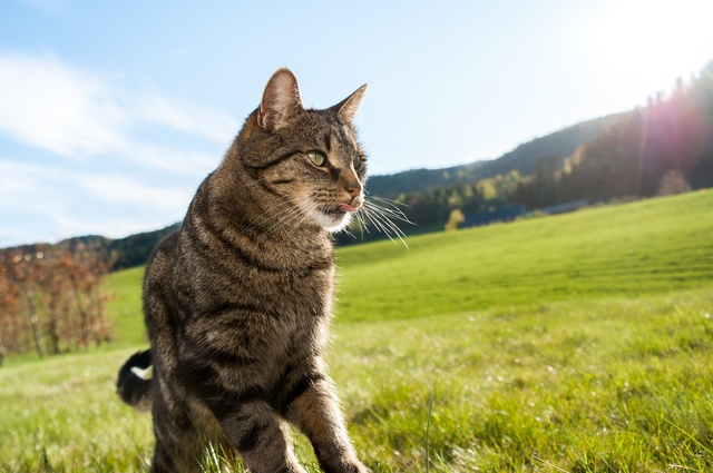 Freigänger Katze blickt majestätisch in die ländliche Ferne
