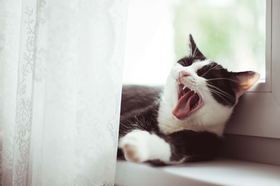 katze beissen abgewoehnen