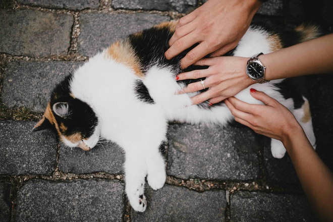Zugelaufene Katze wird von Menschen gestreichelt