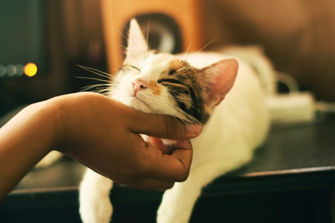 Zugelaufene Katze wird im neuen Zuhause umsorgt und gekrault