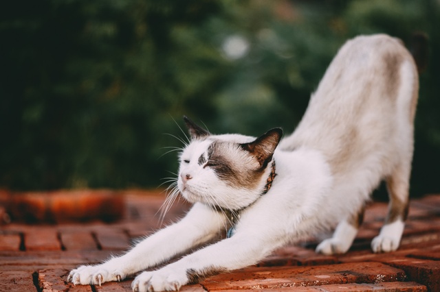 Katze streckt sich ausgiebig und markiert dabei ihr Revier
