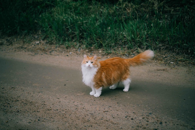 Vermisste Maine Coon Katze auf einem Landweg