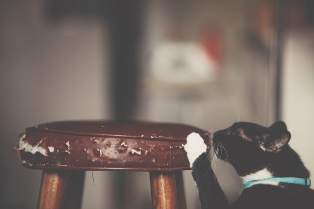 Kater kratzt und markiert damit einen Stuhl