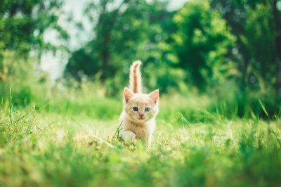 katzenerziehung babykatze