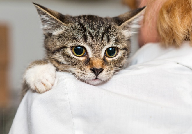 A kitten putting his head on a woman's shoulder.