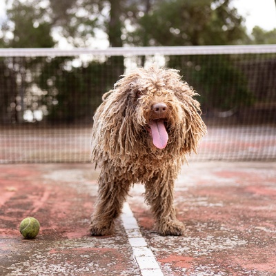 a Komondor on a tennis court