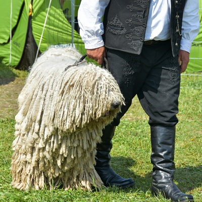 a Komondor held by someone on a leash