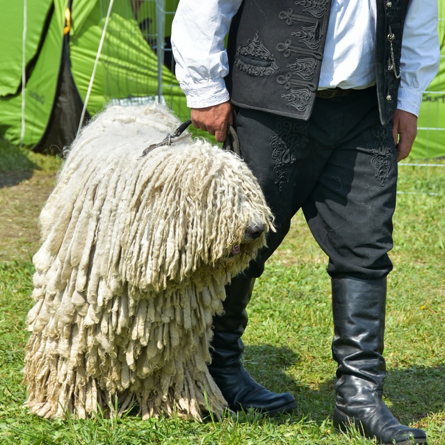 un komondor tenu par quelqu'un en laisse