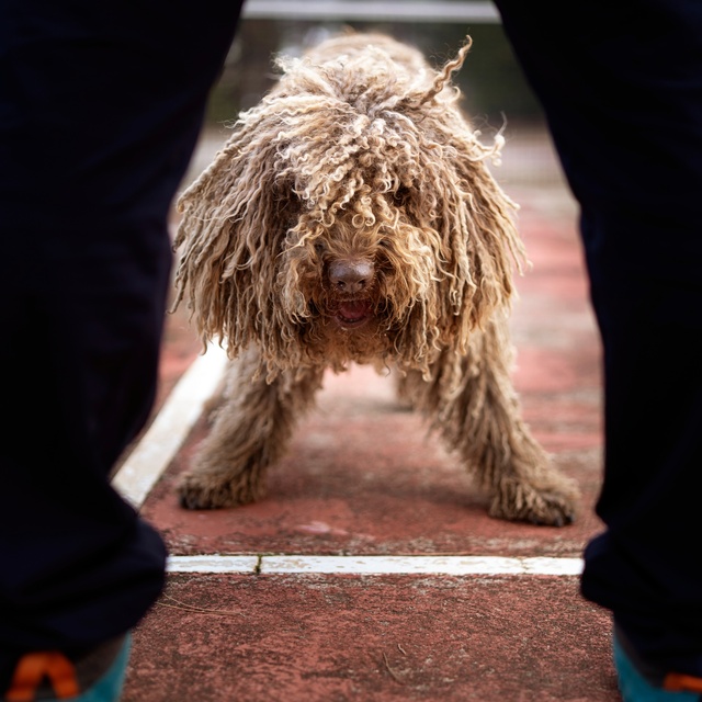 un komondor entre les jambes de quelqu'un