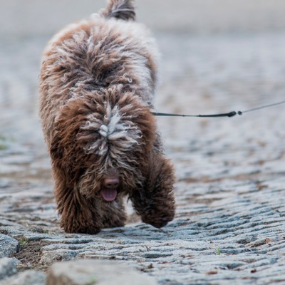 a Komondor who walks on a leash