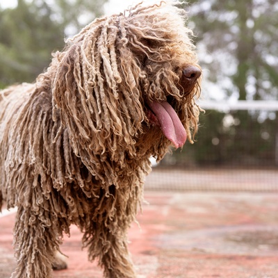 a Komondor sticking out its tongue