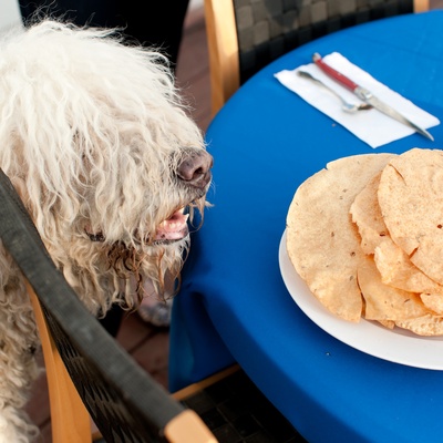 a Komondor looking at a plate full of food