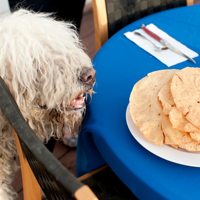 a Komondor looking at a plate full of food