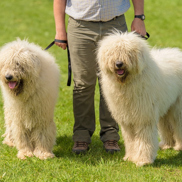 deux komondor tenus en laisse