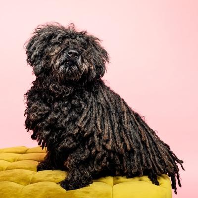 a Komondor puppy sitting on a sofa