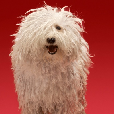 portrait of a Komondor