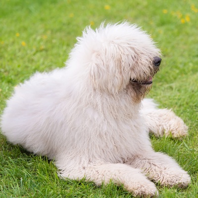 a Komondor on grass