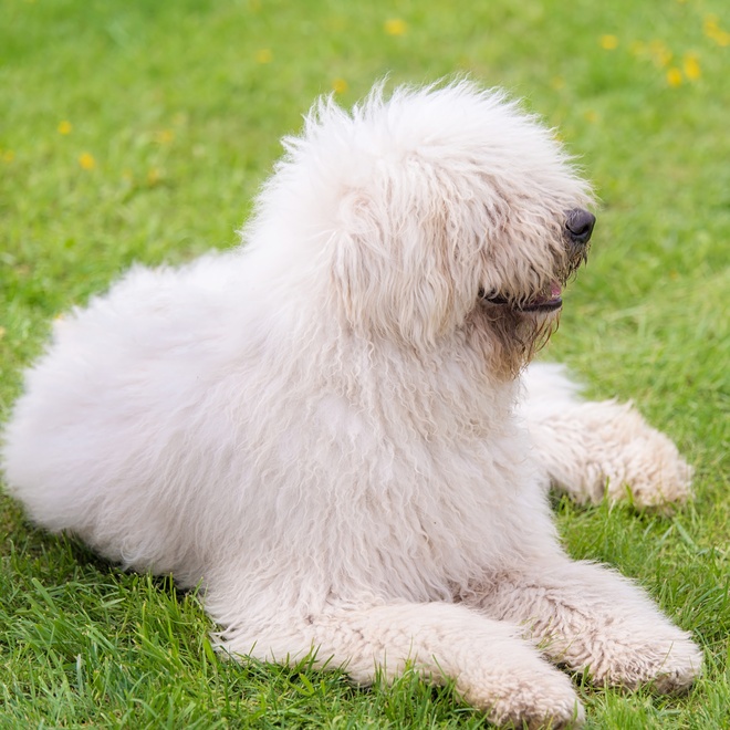 a Komondor on grass