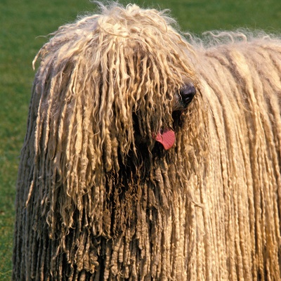 portrait of a komondor with its tongue out in profile