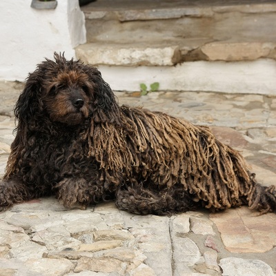 un jeune komondor assis au sol