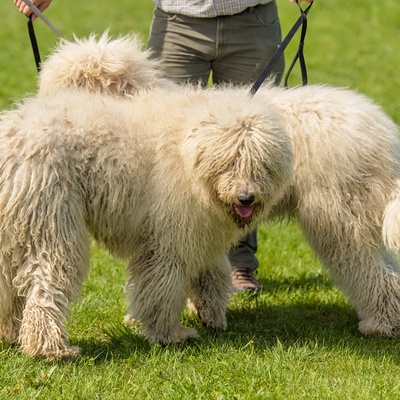 two Komondors together on the grass