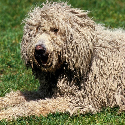 a Komondor lying on the grass