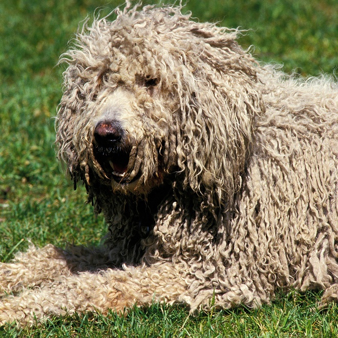 a Komondor lying on the grass