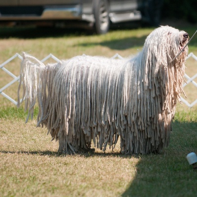 a Komondor looking up