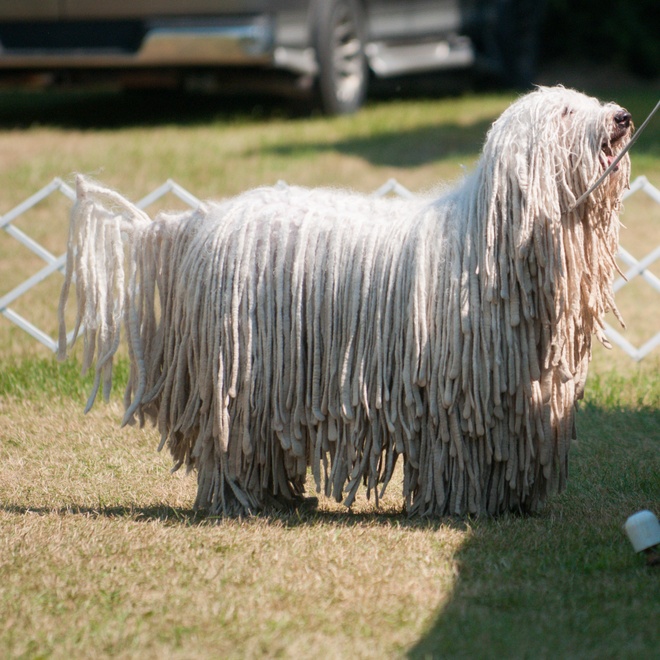 a Komondor looking up
