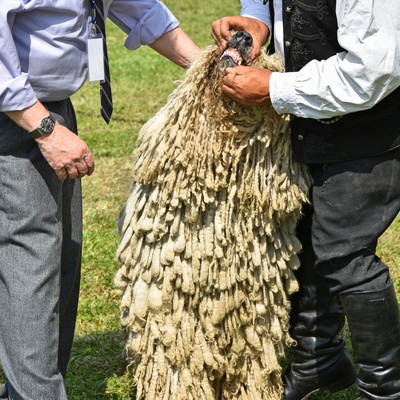 a person opening the mouth of the Komondor