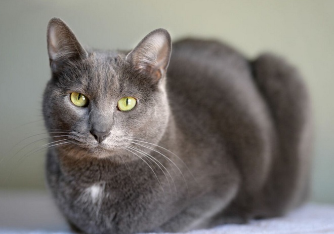 Un Korat gris allongé