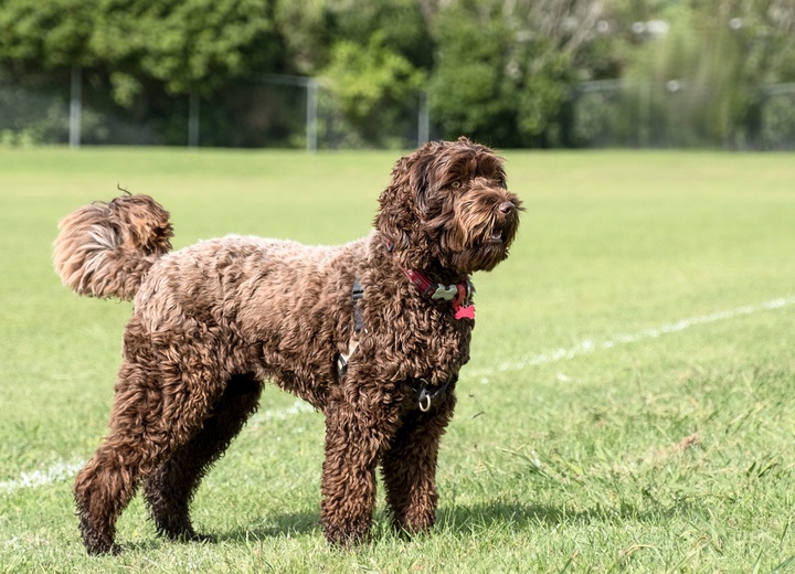 a Labradoodle on grass