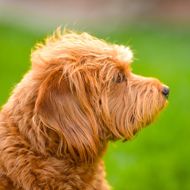 a portrait of a Labradoodle looking