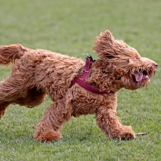 a Labradoodle running fast in the grass
