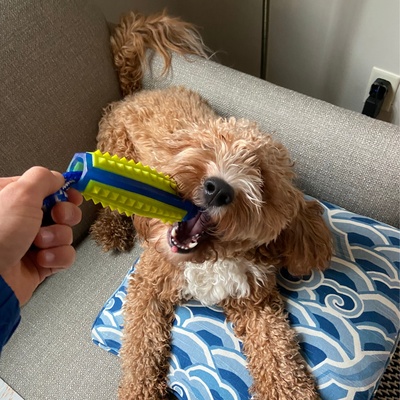 a Labradoodle playing with his/her owner and a toy