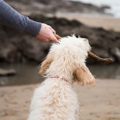 a Labradoode catching a stick with its mouth