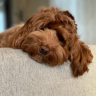a Labradoodle with his head slumped on a couch