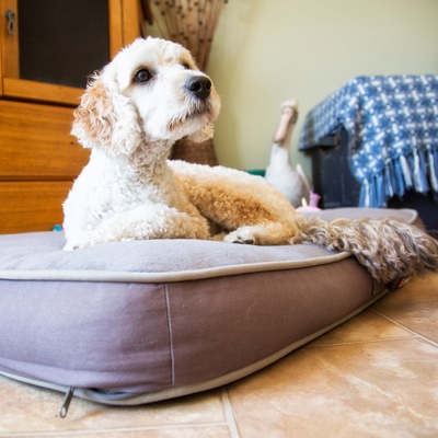 a Labradoodle laying
