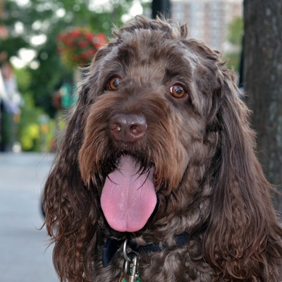 a Labradoodle with its tongue out