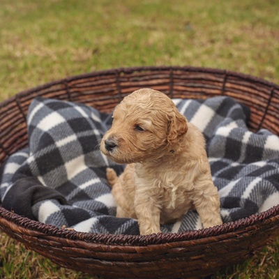a Labradoodle puppy looking