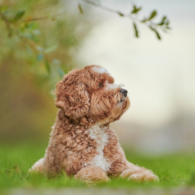 un labradoodle assis dans l'herbe qui regarde au loin