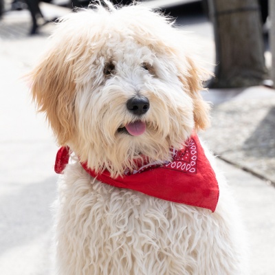 a portrait of a Labradoodle with a red scarf around its neck