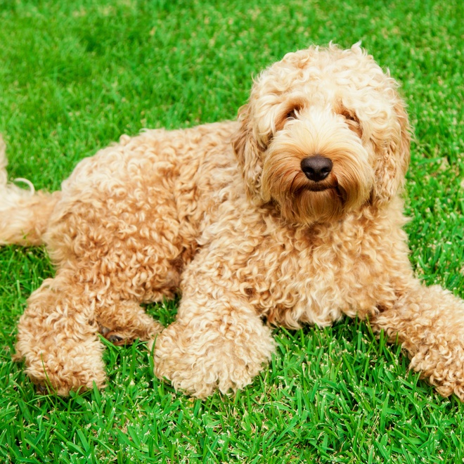 a Labradoodle lying in the grass
