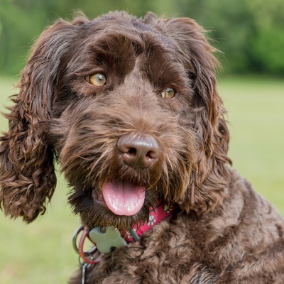 portrait of a happy Labradoodle sticking out its tongue