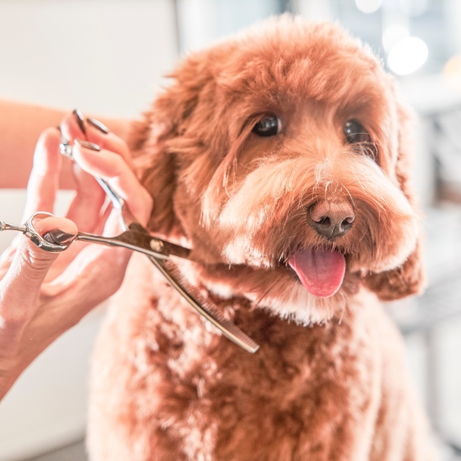 a Labradoodle getting its coat cut