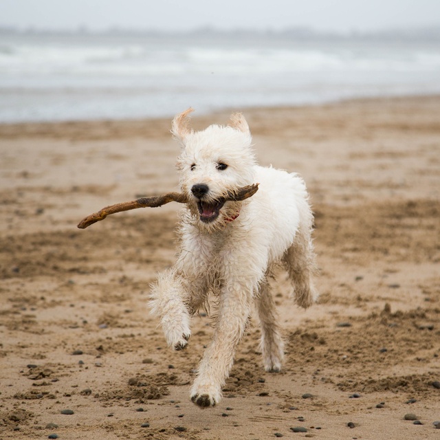 a Labradoodle running on the beach with a stick in its mouth