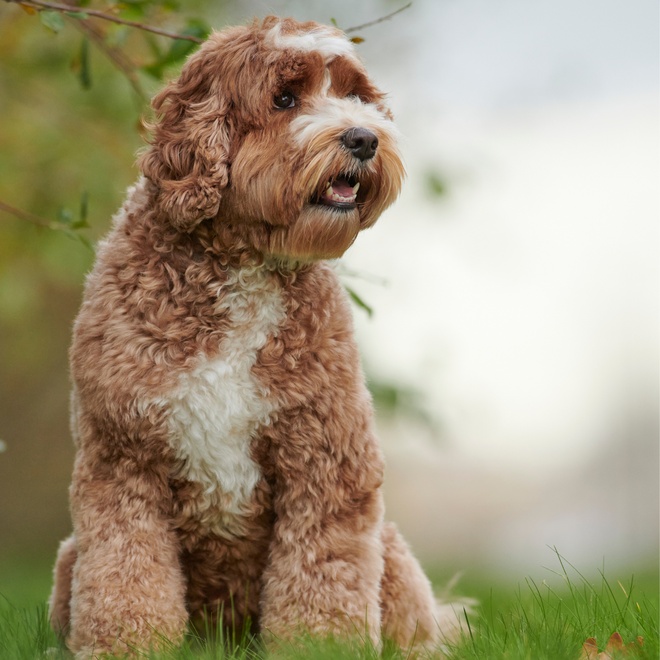 a Labradoodle sitting on the grass looking into the distance