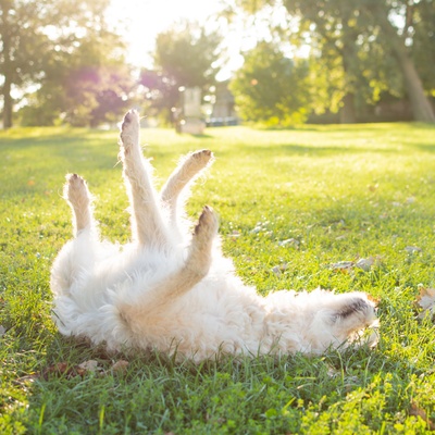 a Labradoodle lying on its back in the grass with its paws raised