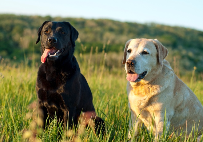 Deux Labrador assis dans une prairie